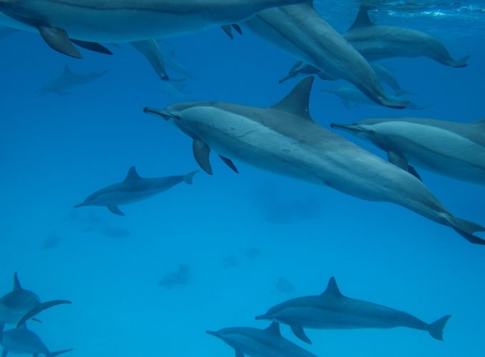 ALL IN HOLIDAY AT A BEST NET PRICES