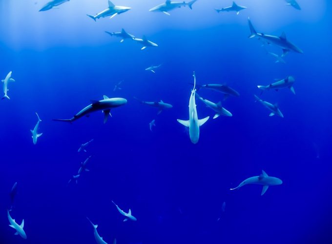 ALL IN HOLIDAY AT A BEST NET PRICES